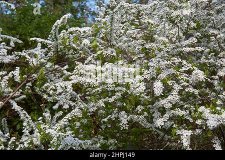 Die Ansicht des in Japan als yuki-yanagi bekannten Busches Spiraea thunbergii in Blüte. Japan Stockfoto