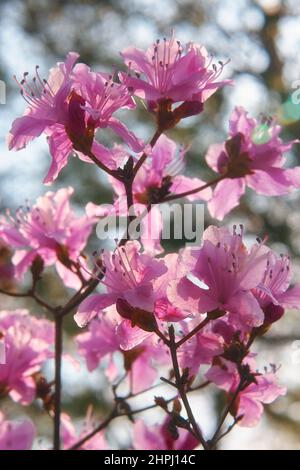 Der Blick auf den leuchtend bunten lila Rhododendron blüht im Rücklicht. Das Hanami-Frühlingsfest. Japan Stockfoto