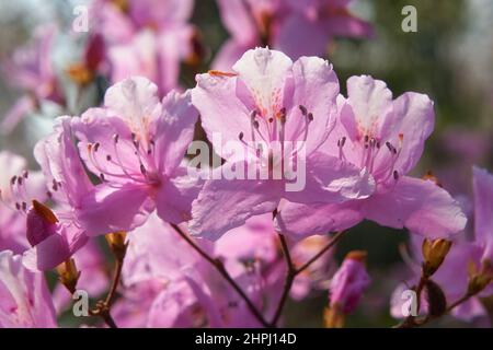 Der Blick auf den leuchtend bunten lila Rhododendron blüht im Rücklicht. Das Hanami-Frühlingsfest. Japan Stockfoto