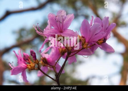 Der Blick auf den leuchtend bunten lila Rhododendron blüht im Rücklicht. Das Hanami-Frühlingsfest. Japan Stockfoto