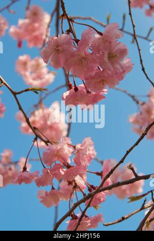 In der Edo-Periode entwickelten sich tiefrosa Doppelblüten von Kirschsakura Kanzan, auf dem Hintergrund des blauen Himmels. Japan Stockfoto