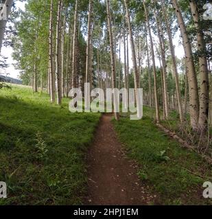 Gut etablierter Wanderweg in einem Espenwald am frühen Morgen mit Schatten und Sonnenlicht. Stockfoto