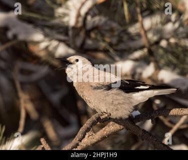 Ein Clarks Nussknacker ruft von seinem Barsch in einem immergrünen Baum. Stockfoto