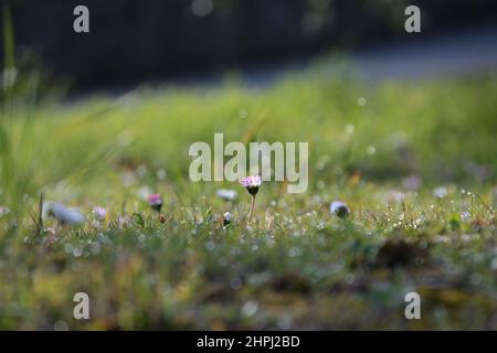 Schöne verwackelte Hintergrund mit zarten Blumen Stockfoto