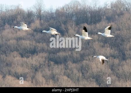 Schneegänse fliegen Anser caerulescens / Schneegans-Wasservögel strömen nach Norden zum Spring Middle Creek Reservoir State Park in Pennsylvania. Jährliche Schneegans-Wanderung mit verschiedenen Start- und Landevögeln - Stockfoto