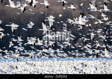 Schneegänse fliegen Anser caerulescens / Schneegans-Wasservögel strömen nach Norden zum Spring Middle Creek Reservoir State Park in Pennsylvania. Jährliche Schneegans-Wanderung mit verschiedenen Start- und Landevögeln - Stockfoto