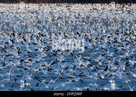 Schneegänse fliegen Anser caerulescens / Schneegans-Wasservögel strömen nach Norden zum Spring Middle Creek Reservoir State Park in Pennsylvania. Jährliche Schneegans-Wanderung mit verschiedenen Start- und Landevögeln - Stockfoto