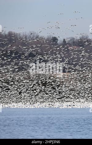 Schneegänse fliegen Anser caerulescens / Schneegans-Wasservögel strömen nach Norden zum Spring Middle Creek Reservoir State Park in Pennsylvania. Jährliche Schneegans-Wanderung mit verschiedenen Start- und Landevögeln - Stockfoto