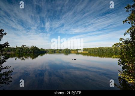 American Alligator - Alligator mississippiensis - in Paurotis Pond im Everglades National Park, Florida unter der morgendlichen Winterwolkenlandschaft. Stockfoto