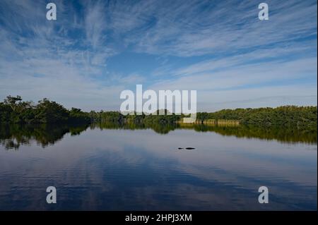 American Alligator - Alligator mississippiensis - in Paurotis Pond im Everglades National Park, Florida unter der morgendlichen Winterwolkenlandschaft. Stockfoto