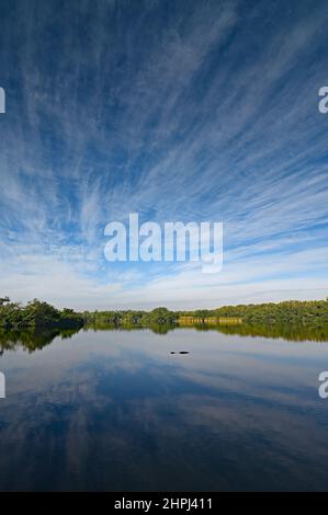 American Alligator - Alligator mississippiensis - in Paurotis Pond im Everglades National Park, Florida unter der morgendlichen Winterwolkenlandschaft. Stockfoto