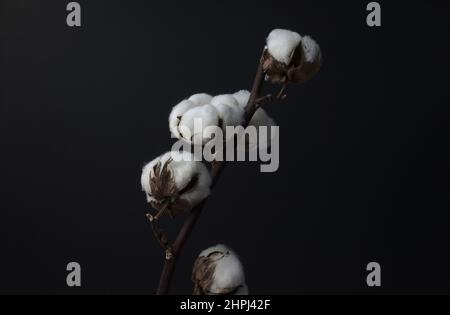 Blumenzweig aus Baumwolle. Stillleben, Bildende Kunst, dunkle Fotografie. Kopf an Kopf, mittlerer Winkel, horizontaler Bildstil. Stockfoto