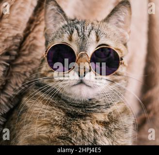 Nahaufnahme eines Hauskatzens mit Sonnenbrille. Stockfoto