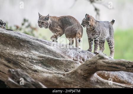 Eine wilde Mutter Bobcat (Lynx rufus) und ihr Kätzchen in der kalifornischen Wildnis - die junge Katze ist fast alt genug, um sich selbst zu erliegen. Stockfoto