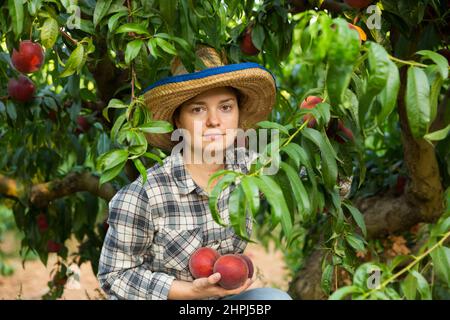 Junge Gärtnerin im Hut pflückt frische Pfirsiche vom Baum Stockfoto