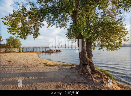 Dnepropetrovsk, Panorama der Stadt, Zentrum und zentrale Brücke am Ufer des Dnjepr, Vordergrundbaum Stockfoto