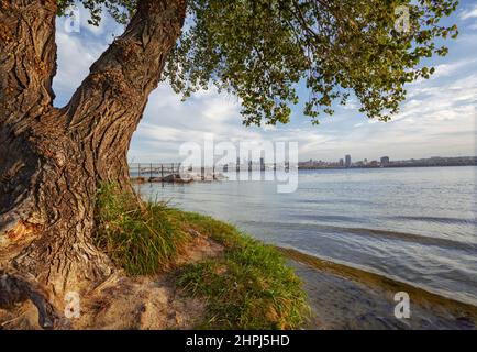 Dnepropetrovsk, Panorama der Stadt, Zentrum und zentrale Brücke am Ufer des Dnjepr, Vordergrundbaum Stockfoto