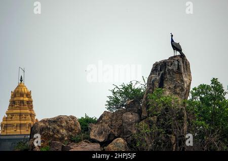 Männlicher Pfau mit paßendem Gefieder, der vollständig auf einem Gehweg im Grünen steht. Pfauen sind berühmt für ihr schönes Gefieder. Stockfoto