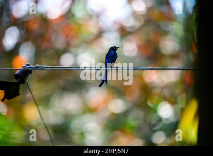 Schwarzer Drongo oder Dicrurus macrocercus ist ein kleiner asiatischer Singvögel, der auch als Königskrohe bekannt ist. Drongo sitzt auf einem dornigen Busch im Wald Stockfoto