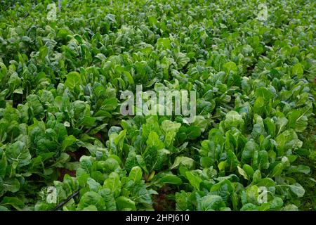 Beet Plantage mit grünen Blättern Stockfoto