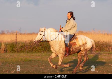 Französische Frau, die auf einem Pferd der Camargue durch ein Feld in der Provence, Südfrankreich, reitet Stockfoto