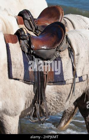 Camargue Pferd mit traditionellem Ledersattel Stockfoto