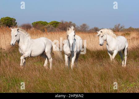 Drei Camargue-Pferde, Hengste auf den Camargue-Feuchtgebieten der Provence in Südfrankreich Stockfoto