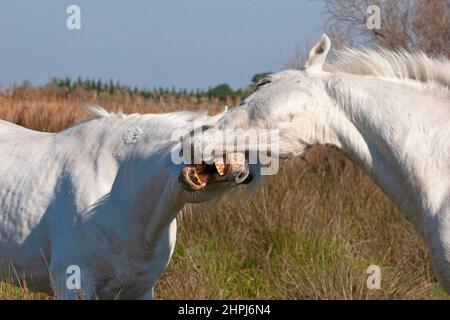 Camargue-Pferde, Hengste beißen während eines Scheinkampfs im Camargue-Feuchtgebiet in Südfrankreich Stockfoto