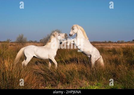 Französische Camargue-Pferde, Hengste verspotten Kämpfe in den Camargue-Feuchtgebieten entlang der Mittelmeerküste Südfrankreichs Stockfoto