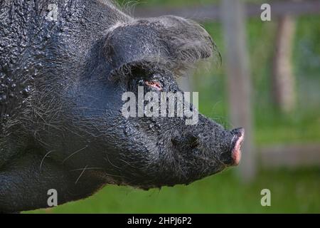 Ein glückliches, frei reichend schlammiges Schwein auf einer Freilandweide in einem Tierschutzgebiet nach dem Schwelen in einem Schlammbad in Alberta, Kanada Stockfoto