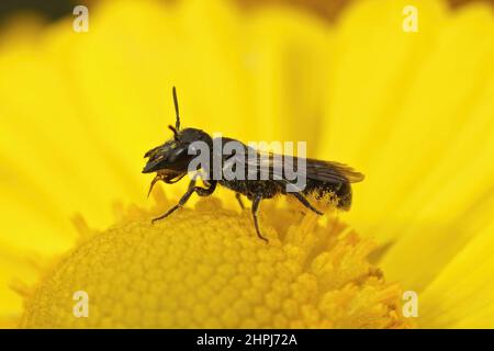 Nahaufnahme einer weiblichen großköpfigen Harzbiene, Heriades truncorum, die auf einer gelben Blume im Garten sitzt Stockfoto