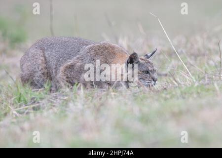 Eine wilde Bobkatze (Lynx rufus) versteckt sich und hält sich niedrig, während sie in Kalifornien, USA, nach Gophers jagt. Stockfoto