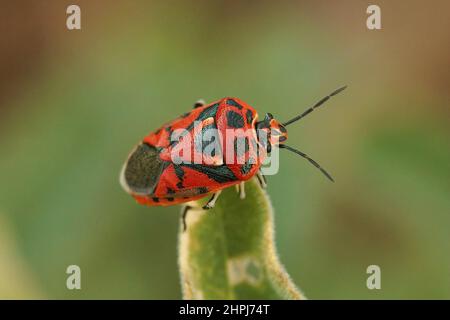 Nahaufnahme einer leuchtend roten mediterranen Schildwanzen, Eurydema ornata auf einem grünen Blatt in Südfrankreich Stockfoto