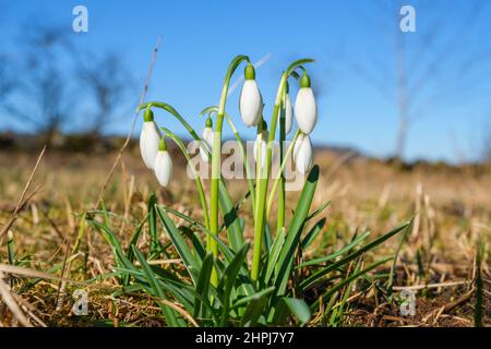 Schneeglöckchen, die im frühen Frühjahr blühen Stockfoto