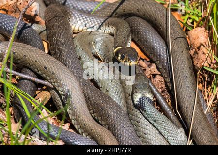 Zwei Grassnattern, die einander anblicken Stockfoto