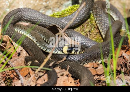Gras Schlangen, die sich im Frühlingssonne winden Stockfoto