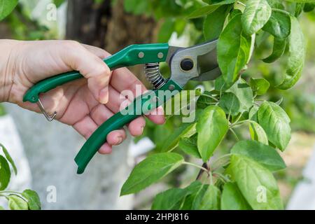 Die Bäuerin mit dem Vorschnitt scheren die Spitzen des Apfelbaums Stockfoto