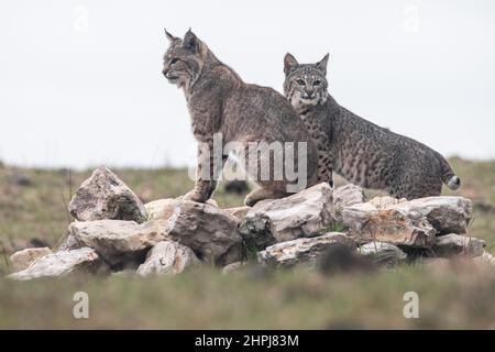 Eine wilde Mutter Bobcat (Lynx rufus) und ihr Kätzchen in der kalifornischen Wildnis - die junge Katze ist fast alt genug, um sich selbst zu erliegen. Stockfoto