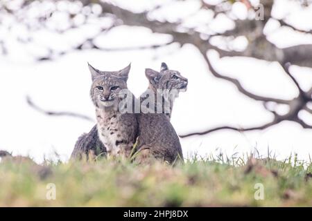 Eine wilde Mutter Bobcat (Lynx rufus) und ihr Kätzchen in der kalifornischen Wildnis - die junge Katze ist fast alt genug, um sich selbst zu erliegen. Stockfoto