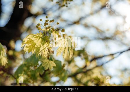 Der erste Frühling sanft Blätter entfalten sich auf dem Baum Stockfoto