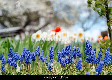 Schöner Frühlingsgarten mit blauen Muscari, Narzissenblüten, roten Tulpen und blühenden Kirschbäumen Stockfoto