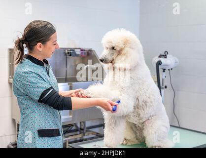 Junge Frau Groomer Pflege eine riesige weiße Pudel Haare machen Augenkontakt Stockfoto