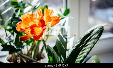 Schöne orangefarbene Blüten der clivia miniata Hauspflanze Stockfoto