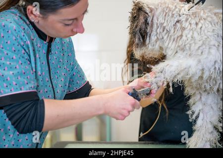 Junge Hündin schneidet Nägel an einen spanischen Wasserhund Stockfoto