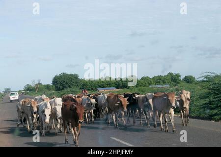 Im Bezirk Nsanje in Malawi werden Rinder über die Straße gesichtet. Nach den Überschwemmungen wurden einige Gebiete sumpfig und Viehbesitzer zogen es vor, die geteerte Straße zu nutzen, um ihre Rinder zu bewegen. Malawi. Stockfoto