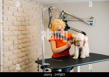 Professionelle weibliche Groomer trocknen Haar mit Haartrockner von lockigen Labradoodle Hund nach dem Baden im Pflegesalon. Stockfoto