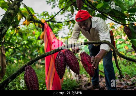 Ein afro-kolumbianischer Bauer schneidet während einer Ernte auf einer traditionellen Kakaofarm in Cuernavaca, Cauca, Kolumbien, Kakaoschoten von einem Baum. Stockfoto