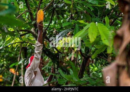 Ein afro-kolumbianischer Bauer schneidet während einer Ernte auf einer traditionellen Kakaofarm in Cuernavaca, Cauca, Kolumbien, Kakaoschoten von einem Baum. Stockfoto