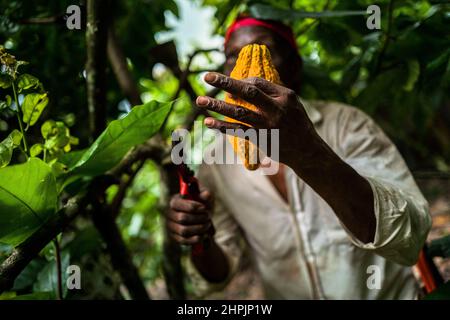 Ein afro-kolumbianischer Bauer schneidet während einer Ernte auf einer traditionellen Kakaofarm in Cuernavaca, Cauca, Kolumbien, Kakaoschoten von einem Baum. Stockfoto