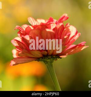 zinnia elegans macrophotograpy im Garten Stockfoto